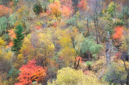 sichuan landscape - Autumn colours, Yading Nature Reserve, Sichuan Province, China, Asia Stock Photo - Rights-Managed, Code: 841-03062702