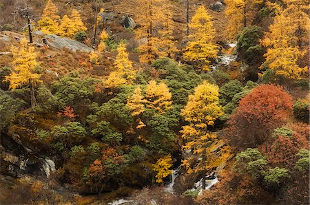 sichuan landscape - Autumn colours, Yading Nature Reserve, Sichuan Province, China, Asia Stock Photo - Rights-Managed, Code: 841-03062714