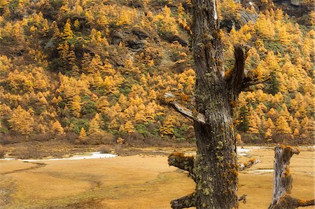 sichuan landscape - Larches in autumn colours, Yading Nature Reserve, Sichuan Province, China, Asia Stock Photo - Rights-Managed, Code: 841-03062713