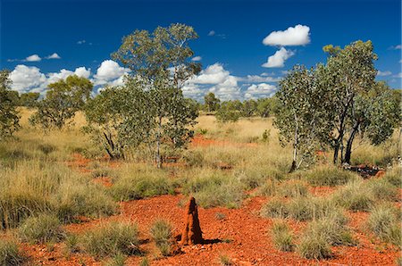 Termite mounds in the Outback, Queensland, Australia, Pacific Foto de stock - Con derechos protegidos, Código: 841-03062768