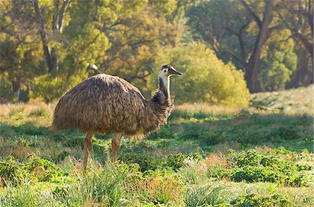 flinders range national park - Emu, Flinders Ranges National Park, South Australia, Australia, Pacific Stock Photo - Rights-Managed, Code: 841-03062761