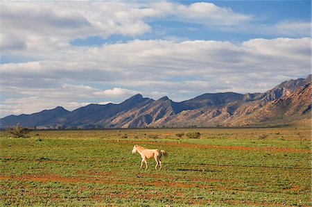 simsearch:841-02723005,k - Cheval et Flinders varie, le Parc National des Flinders Ranges, Australie-méridionale, Australie, Pacifique Photographie de stock - Rights-Managed, Code: 841-03062762