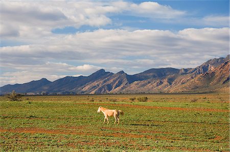 flinders range national park - Horse and Flinders Ranges, Flinders Ranges National Park, South Australia, Australia, Pacific Stock Photo - Rights-Managed, Code: 841-03062762