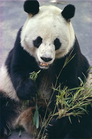 pandas nobody - Panda eating bamboo Stock Photo - Rights-Managed, Code: 841-03062859