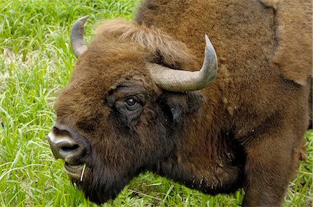 simsearch:841-03062874,k - European bison at Ligatne Nature Trail, Gauja National Park, Latvia, Baltic States, Europe Foto de stock - Con derechos protegidos, Código: 841-03062931
