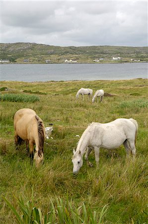 simsearch:841-03063027,k - Connemara Ponies, County Galway, Connacht, Republic of Ireland, Europe Stock Photo - Rights-Managed, Code: 841-03063031