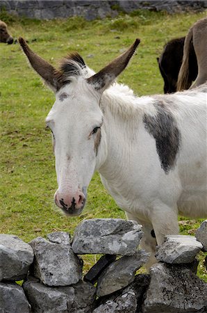 simsearch:841-03064762,k - Donkeys on The Burren, County Clare, Munster, Republic of Ireland, Europe Foto de stock - Con derechos protegidos, Código: 841-03063049