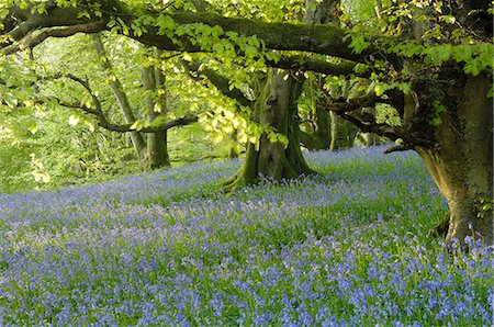 simsearch:841-03483724,k - Bluebells in Carstramon Wood, Fleet Valley, near Gatehouse of Fleet, Dumfries and Galloway, Scotland, United Kingdom, Europe Stock Photo - Rights-Managed, Code: 841-03063131
