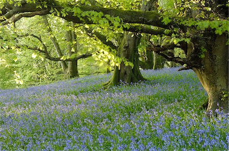 dumfries and galloway - Bluebells in Carstramon Wood, Fleet Valley, near Gatehouse of Fleet, Dumfries and Galloway, Scotland, United Kingdom, Europe Foto de stock - Direito Controlado, Número: 841-03063131