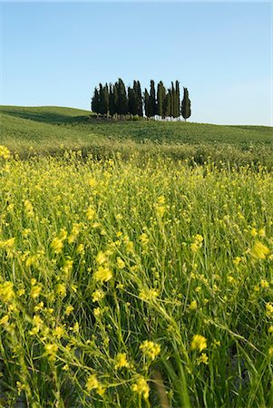 simsearch:841-02917967,k - Campagne dans le Val d'Orcia, Sienne, Toscane, Italie, Europe Photographie de stock - Rights-Managed, Code: 841-03063314