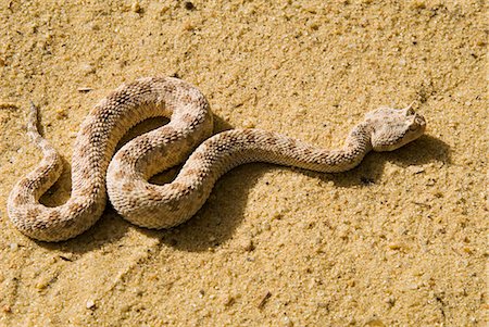 snake close up - Horned viper Foto de stock - Con derechos protegidos, Código: 841-03063319