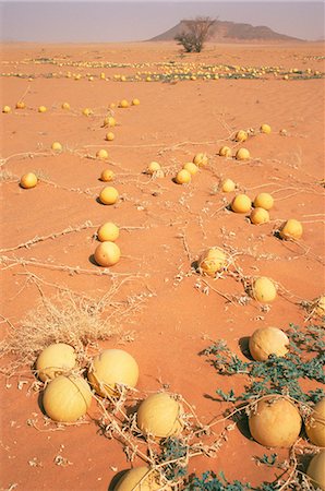 simsearch:841-02915841,k - Excursion de citrouilles, sud-ouest du désert, la Libye, en Afrique du Nord, Photographie de stock - Rights-Managed, Code: 841-03063510