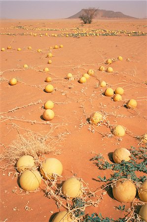 simsearch:841-03673362,k - Desert pumpkins, Southwest Desert, Libya, North Africa, Africa Foto de stock - Con derechos protegidos, Código: 841-03063510