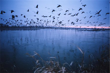 Sandhill crane migration, Platte River, Nebraska, United States of America, North America Stock Photo - Rights-Managed, Code: 841-03063939