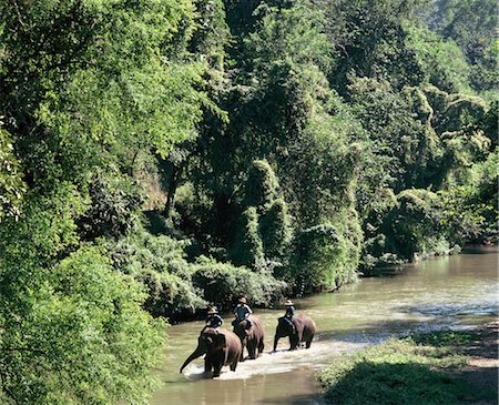 Éléphants dans la forêt, le Chiang Mai, Thaïlande, Asie du sud-est, Asie Photographie de stock - Rights-Managed, Code: 841-03489539