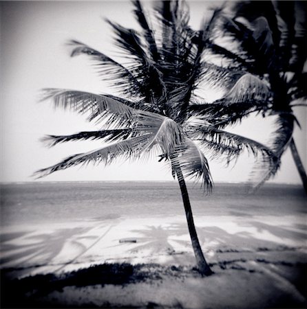 simsearch:851-02963338,k - Image taken with a Holga medium format 120 film toy camera of palm trees by the beach at Bweju, Zanzibar, Tanzania, East Africa, Africa Stock Photo - Rights-Managed, Code: 841-03489616