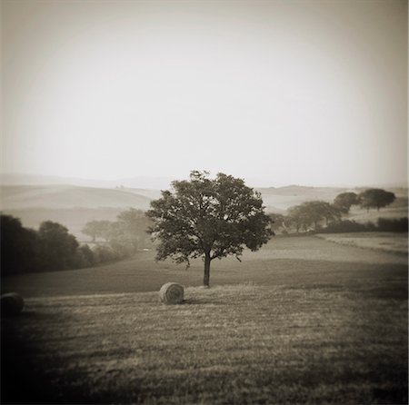 Image taken with a Holga medium format 120 film toy camera of a single tree in the middle of field, San Quirico d'Orcia, Tuscany, Italy, Europe Stock Photo - Rights-Managed, Code: 841-03489613