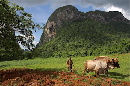 Peasant farmer ploughing field with his two oxen, Vinales, Pinar del Rio province, Cuba, West Indies, Central America Foto de stock - Con derechos protegidos, Código: 841-03489686