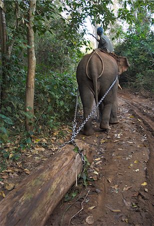 simsearch:841-02920304,k - Elephant at work towing teak logs in forest, near Lebin, Shan State, Myanmar (Burma), Asia Stock Photo - Rights-Managed, Code: 841-03489687