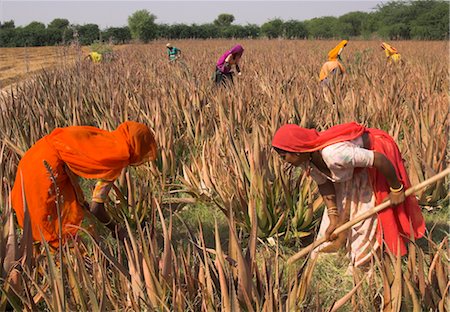 Femmes en saris colorés dans un champ de l'aloe vera, préparation pour l'irrigation de l'inondation, village de bourg, état du Rajasthan, Inde, Asie Photographie de stock - Rights-Managed, Code: 841-03489694