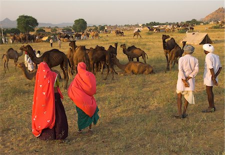 Camel and cattle fair for semi nomadic tribes, Pushkar Mela, Pushkar, Rajasthan state, India, Asia Fotografie stock - Rights-Managed, Codice: 841-03489697