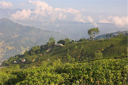 darjeeling tea - Singtom tea garden, snowy and cloudy Kandchengzonga peak in background, Darjeeling, West Bengal state, Himalayas, India, Asia Stock Photo - Rights-Managed, Code: 841-03489700