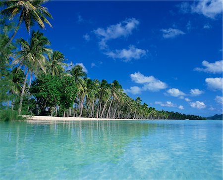 Palmiers bordent la plage tropicale et la mer turquoise sur Bora Bora (Borabora), Tahiti, îles de la société, Polynésie française, îles du Pacifique, du Pacifique Photographie de stock - Rights-Managed, Code: 841-03489719