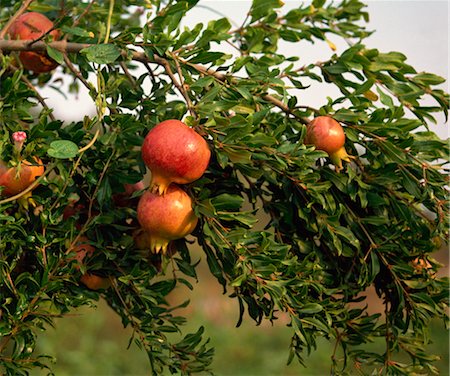 simsearch:841-02946551,k - Pomegranates, Cappadocia, Anatolia, Turkey, Asia Minor, Eurasia Stock Photo - Rights-Managed, Code: 841-03489713