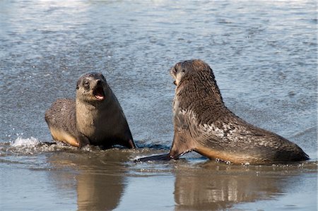 Fur seals, Moltke Harbour, Royal Bay, South Georgia, South Atlantic Foto de stock - Con derechos protegidos, Código: 841-03489738