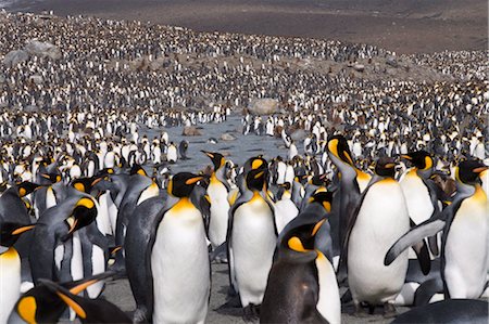 rookery - King penguins, St. Andrews Bay, South Georgia, South Atlantic Foto de stock - Con derechos protegidos, Código: 841-03489739