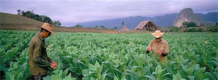 field of herb - Tobacco harvest, Vinales Valley, Pinar Del Rio province, Cuba, West Indies, Central America Stock Photo - Rights-Managed, Code: 841-03489792