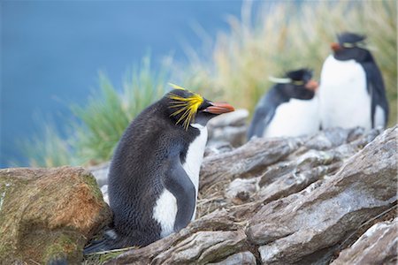 A Macaroni penguin (Eudyptes chrysolophus), East Falkland, Falkland Islands, South Atlantic, South America Fotografie stock - Rights-Managed, Codice: 841-03489864