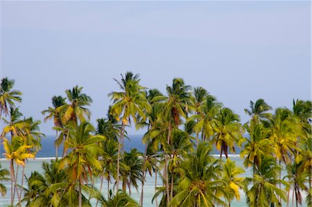 simsearch:851-02963338,k - Palm trees and sea at Matemwe, Zanzibar, Tanzania, East Africa, Africa Stock Photo - Rights-Managed, Code: 841-03483716