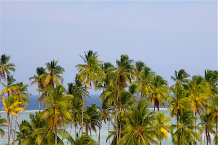 simsearch:841-03483718,k - Palm trees and sea at Matemwe, Zanzibar, Tanzania, East Africa, Africa Foto de stock - Con derechos protegidos, Código: 841-03483716