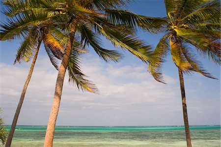 simsearch:851-02963338,k - Palm trees above emerald sea, Pingwe, Zanzibar, Tanzania, East Africa, Africa Stock Photo - Rights-Managed, Code: 841-03483717