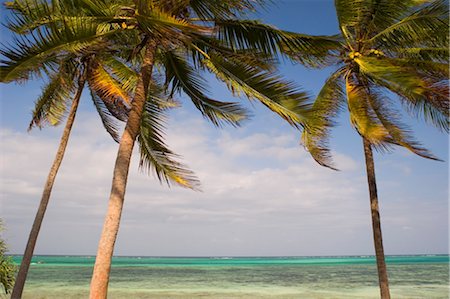 simsearch:841-08244187,k - Palm trees above emerald sea, Pingwe, Zanzibar, Tanzania, East Africa, Africa Foto de stock - Direito Controlado, Número: 841-03483717