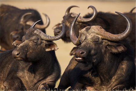 simsearch:841-03870036,k - Cape buffalo, Syncerus caffer, Addo Elephant National Park, South Africa, Africa Foto de stock - Con derechos protegidos, Código: 841-03490034