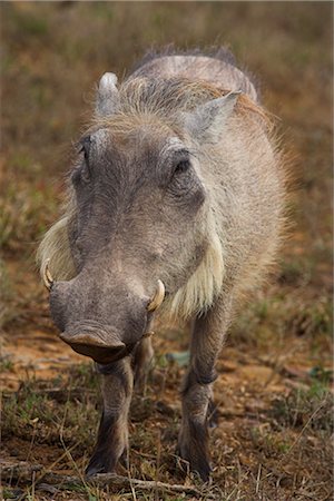 front view warthog - Warthog, Phacochoerus aethiopicus, Addo Elephant National Park, South Africa, Africa Stock Photo - Rights-Managed, Code: 841-03490037