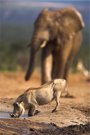 simsearch:841-02717638,k - Phacochère, Phacochoerus aethiopicus, Addo Elephant National Park, Afrique du Sud, Afrique Photographie de stock - Rights-Managed, Code: 841-03490038