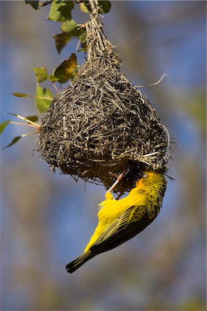 ploceidae - Cape weaver, Ploceus capensis, at nest, Western Cape, South Africa, Africa Stock Photo - Rights-Managed, Code: 841-03490033