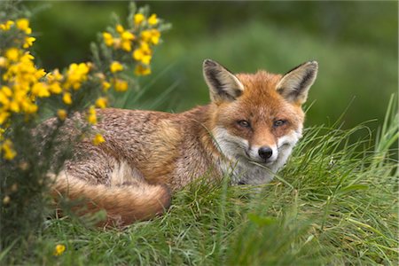 simsearch:841-03060935,k - Red fox, Vulpes vulpes, captive, United Kingdom, Europe Foto de stock - Con derechos protegidos, Código: 841-03490047