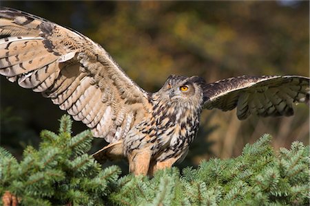 European eagle owl, Bubo bubo, female, captive, World Owl Trust, Muncaster Castle, Cumbria, England, United Kingdom, Europe Stock Photo - Rights-Managed, Code: 841-03490041