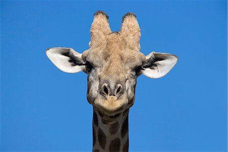 Giraffe (Giraffa camelopardalis), Kgalagadi Transfrontier Park, Northern Cape, South Africa, Africa Stock Photo - Rights-Managed, Code: 841-03490055