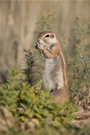 simsearch:841-03505749,k - Ground squirrel (Xerus inauris), Kgalagadi Transfrontier Park, Northern Cape, South Africa, Africa Foto de stock - Direito Controlado, Número: 841-03490058