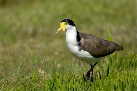 Masked lapwing (Vanellus miles), Great Ocean Road, Victoria, Australia, Pacific Stock Photo - Rights-Managed, Code: 841-03490069