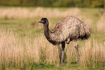 Emu (Dromaius novaehollandiae), Wilson's Promontory National Park, Victoria, Australia, Pacific Stock Photo - Rights-Managed, Code: 841-03490074