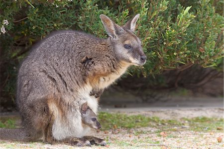 Tammar wallaby (Macropus eugenii), Flinders Chase National Park, Kangaroo Island, South Australia, Australia, Pacific Foto de stock - Con derechos protegidos, Código: 841-03490078