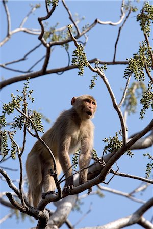 simsearch:841-03060978,k - Singe de macaque rhésus (Macaca mulatta), Parc National de Bandhavgarh, Madhya Pradesh state, Inde, Asie Photographie de stock - Rights-Managed, Code: 841-03490079