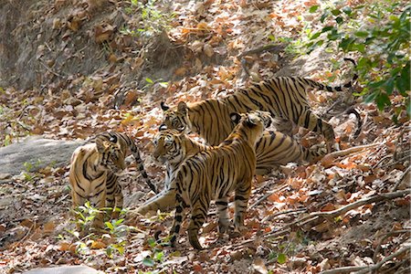 Bengal tigers, Panthera tigris tigris, Bandhavgarh National Park, Madhya Pradesh, India, Asia Stock Photo - Rights-Managed, Code: 841-03490072