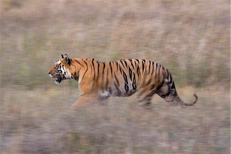 Bengal tiger, Panthera tigris tigris, Bandhavgarh National Park, Madhya Pradesh, India, Asia Stock Photo - Rights-Managed, Code: 841-03490073